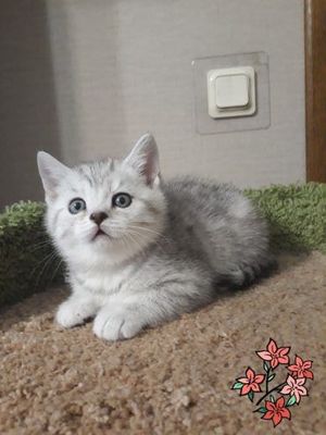 Британка серебристая шиншилла