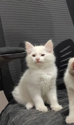 Продам котят от ангоры