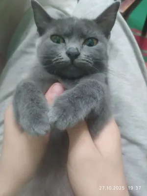 Продам котёнка. Девочку.