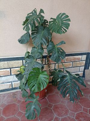 xona gullari