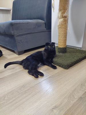 Кошка девочка кастрированная