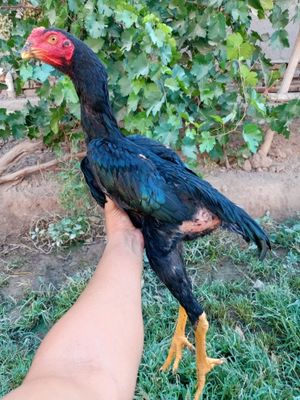O shamo + koreya fevral