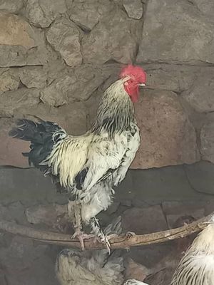 Bramma Xóroz sotiladi