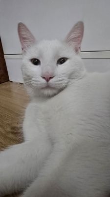 Белый кот в хорошие руки