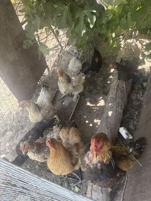 Xo’roz va tovuqlar sotiladi