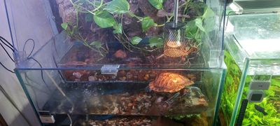 Akvarium palyudarium sotiladi.