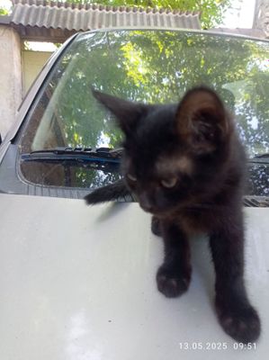 Продается котята