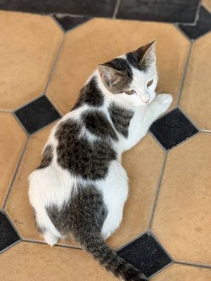Отдам котят в хорошие руки