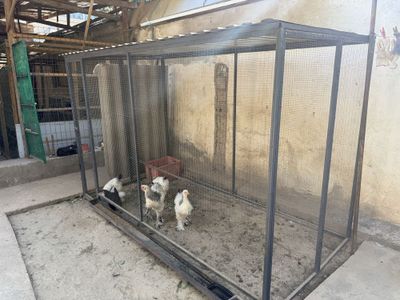 Tovuq katak, Курятник