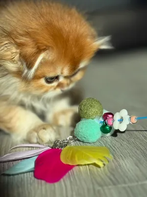 Продается плюшевый мальчик золотой шиншила