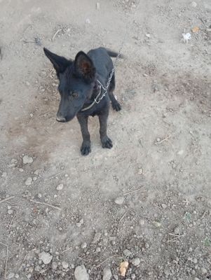 Немецкий овчарка