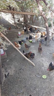 Uy sharoitida boqilgan tovuqlar