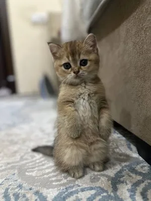Котята. Британская шиншилла 4 шт