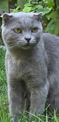 Vesla uxa mushugi sotiladi