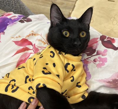 Отдам кота срочно