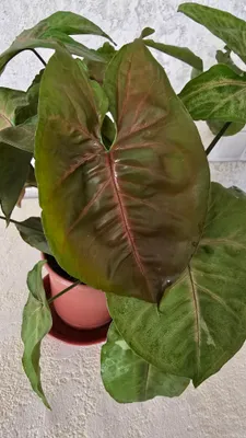 Сингониум Мария