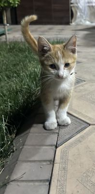 Рыжая Домашняя короткошёрстная кошка (также называют: "дворянская")