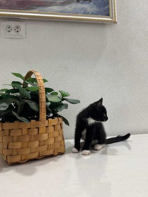 Котята котики кастрированные