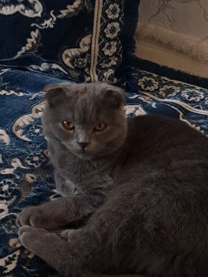 Скоттиш Фолд Кошка продается