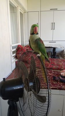 Александрский ручной