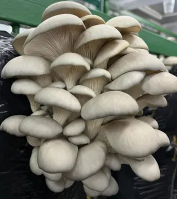 Грибы Вешинка свежие