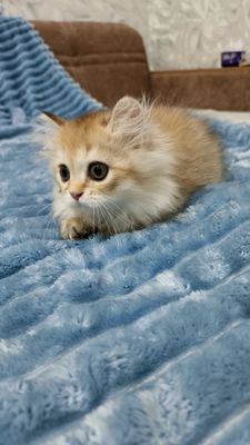 Продаётся чистокровная британская девочка золотая шиншилла