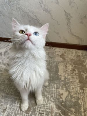 Noyob mushuk sotiladi