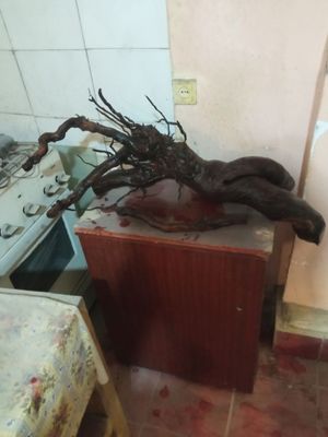 Продаётся коряга