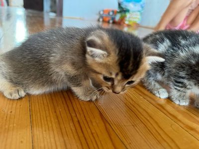 Вислоухие котята