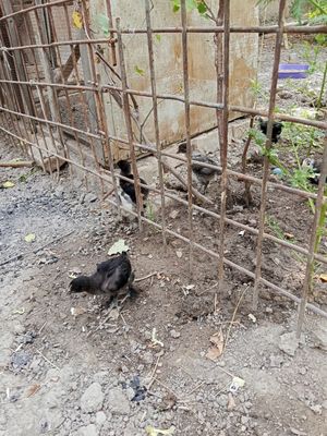 Ona tovuq joʻjalari bilan 8ta joʻjasi bor 6ta qora 2ta kulrang Oyoql