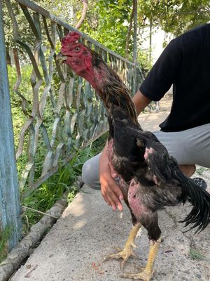 Xoroz kulangi sotiladi tozza kareski