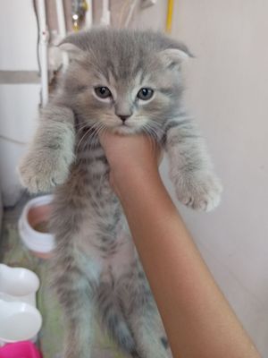 Котята вислоухие шиншилла