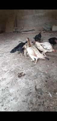 Паранда сотилади