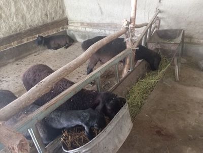 Qo'zi qochqorlar sotiladi 6 .7 oylik atrofida
