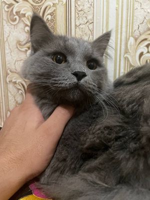 Мушук сотилади  сибирский