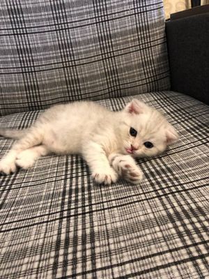 Продается котёнок!