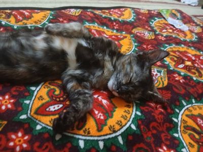 Котёнок домашний