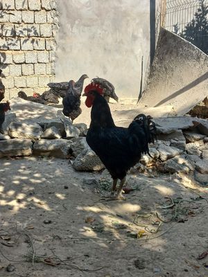 Jersi Gigant Qorashaxzoda tozasi