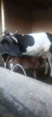 Ona bola sigir sotiladi
