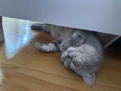 Британский короткошерстный кот, около года ,спокойный