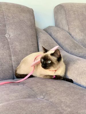 Кошка породы сиам