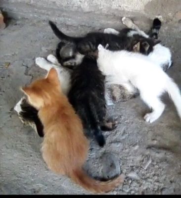 Отдам даром!Котята домашние,умнички,красавицы.Воспитанные.