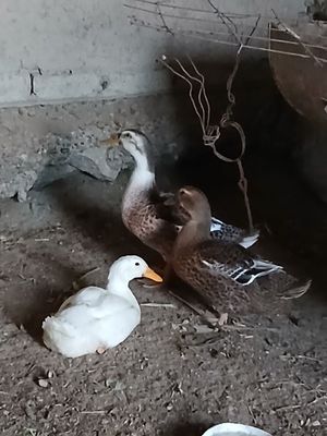 Oʻrdaklar sotiladi!!!
