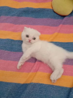 Вислоухая кошечка