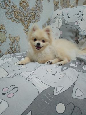 Продаётся щенок померанский щпиц