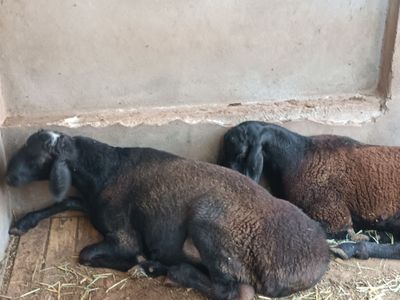 Qoʻchqor sotiladi 2 ta uyda boqilgan