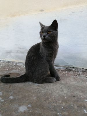 Породистая кошка