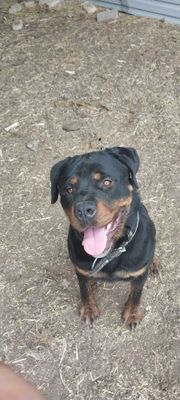 Rottweiler caboki