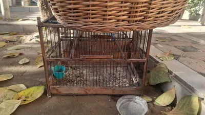 клетки для ваших птиц клетки для ваших птиц