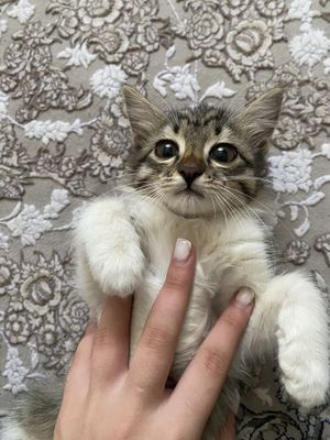Милый домашний котенок